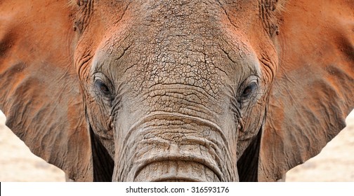 Close-up of African Elephant (Loxodonta africana). Kenya, Africa