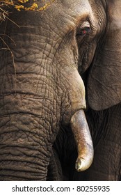 Close-up of an African Elephant - Loxodonta Africana - Kruger National Park