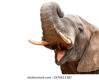 Close-up of an African elephant with its mouth open and trunk raised.
The background is white, making the elephant the clear focus of the image. - Powered by Shutterstock
