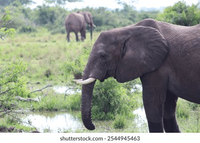 Close-up of an African elephant in Murchison Falls National Park in Uganda. Another elephant seen in the back. 