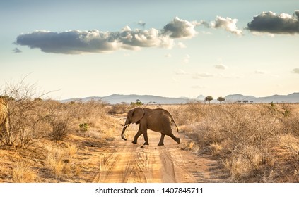 Closeup of african elephant on savannah plains in Tsavo East park, Kenya