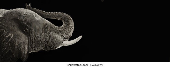Closeup of African elephant with trunk over head. High contrast black and white horizontal web banner with room for text.
