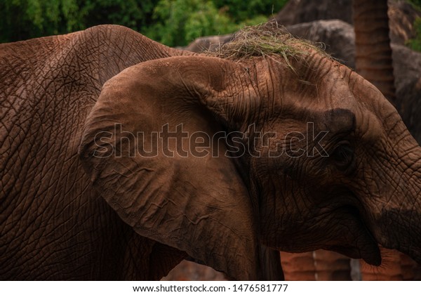 Closeup of African\
elephants skin details