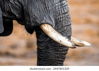 Close-up of African elephant's tusks, Botswana - Powered by Shutterstock
