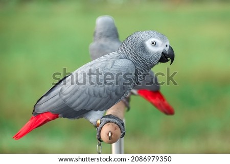 Closeup African grey parrot(Psittacus erithacus)  stay on the tripod