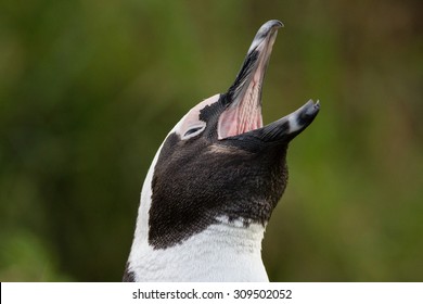 309 Penguin teeth Images, Stock Photos & Vectors | Shutterstock