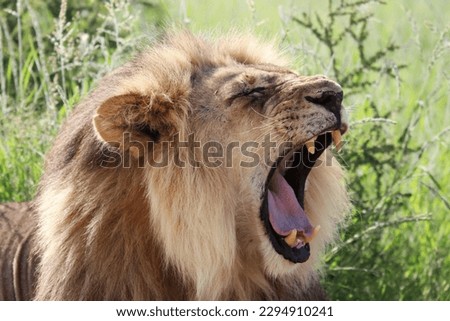 Close-up of African Male Lion roaring yawning