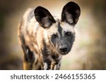 Close-Up of African Wild Dog