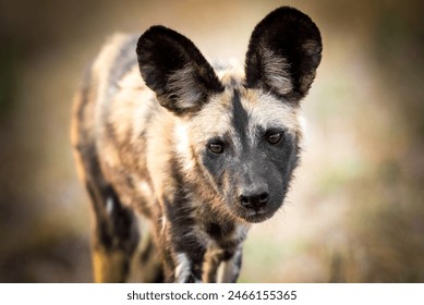 Close-Up of African Wild Dog - Powered by Shutterstock