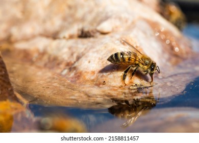 A Closeup Of An Africanized Bee Worker (Africanized Honey Bee Or The 