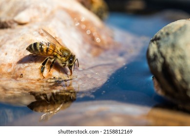 A Closeup Of An Africanized Bee Worker (Africanized Honey Bee Or The 