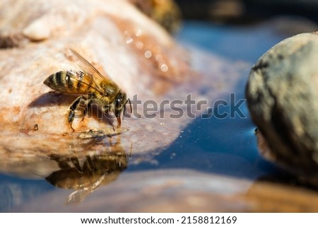 A closeup of an Africanized bee worker (Africanized honey bee or the 