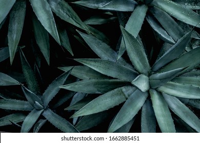 closeup agave cactus, abstract natural pattern background and textures, dark blue toned 