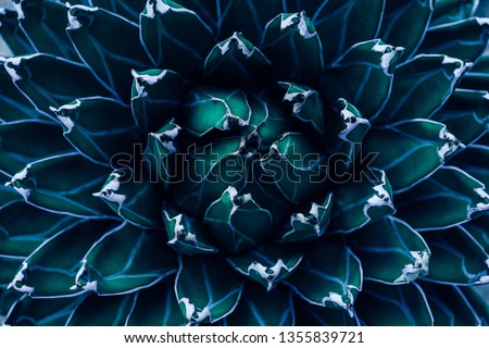 Similar – Image, Stock Photo Euphorbia leaves with water drops isolated