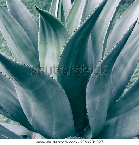 Similar – Image, Stock Photo agave plant leaves closeup natural herbal eco abstract background, neutral green lines banner with copy space. Succulent plants. Botanical horizontal wallpaper. Canary Islands symbol.