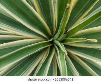 A close-up of an agave plant, revealing its intricate pattern of sharp, spiky leaves. The contrast between the deep green and creamy yellow hues creates a visually striking image. - Powered by Shutterstock