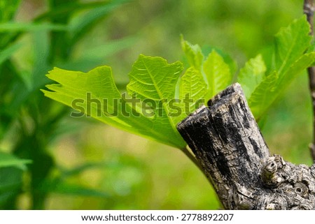 Close-up of an aged grapevine trunk with gnarled twisted bark surrounded by grass and small plants, symbolizing resilience, rustic beauty and vineyard heritage
