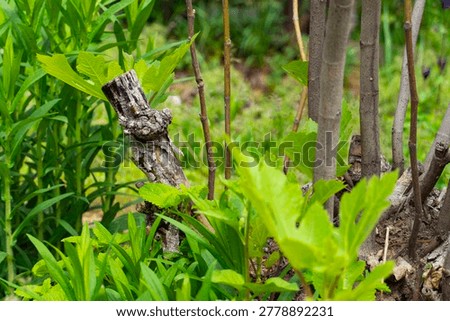 Close-up of an aged grapevine trunk with gnarled twisted bark surrounded by grass and small plants, symbolizing resilience, rustic beauty and vineyard heritage