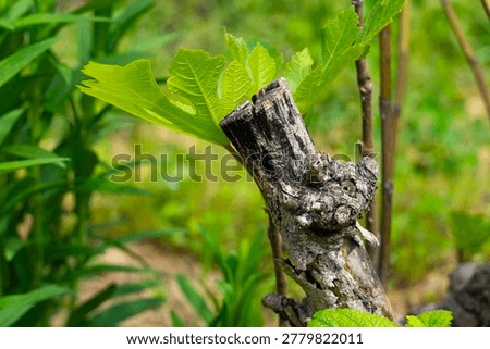 Close-up of an aged grapevine trunk with gnarled twisted bark surrounded by grass and small plants, symbolizing resilience, rustic beauty and vineyard heritage