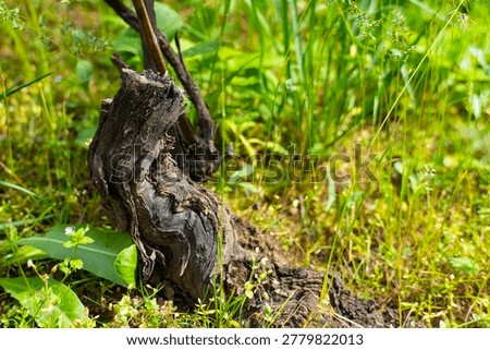 Close-up of an aged grapevine trunk with gnarled twisted bark surrounded by grass and small plants, symbolizing resilience, rustic beauty and vineyard heritage