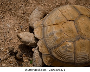 Close-up of aged tortoise shell texture