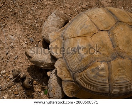 Close-up of aged tortoise shell texture