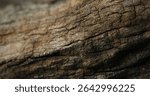 Close-Up of Aged Tree Bark with Deep Cracks