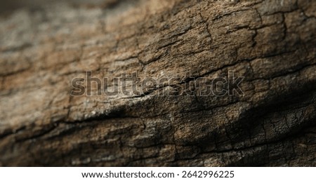 Close-Up of Aged Tree Bark with Deep Cracks