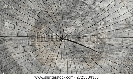 Close-up of an aged tree stump cross-section showing detailed growth rings and deep radial cracks, creating a natural wood texture background.