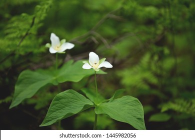Close-up of an aging Large White Trillium flower. Also known as Great White Trillium, Large-flowered Trillium, Wake-robin, and Wood Lily. Presqu'ile Provincial Park, Brighton, Ontario, Canada.