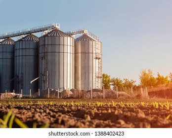 Closeup agricultural silos and young corn starts to grow in foreground 