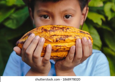 Close-up Agriculture Harvests Fresh Yellow Cacao Pods In The Hands Of Young Cocoa Farmers To Make Chocolate.