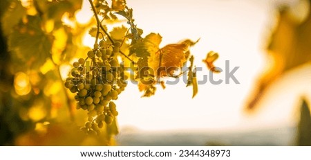 Closeup agriculture nature, white grapes hanging from lush green vine at vineyard during sunset. Vineyards in sunlight rays autumn harvest. Ripe grapes in fall fruit farm organic natural environment. 