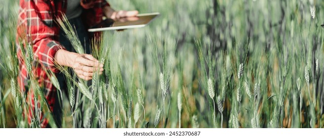 Close-up of an agronomist's hand touching wheat stalks while holding a tablet in a green field. - Powered by Shutterstock