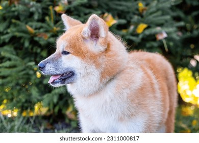 Close-up of an Akita dog in an autumn park - Shutterstock ID 2311000817