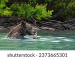 A closeup of the Alaskan Brown Bear (Ursus horribilis) in Lake Clark National Park Alaska eating a fish in a lake