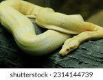 A closeup of an albino Burmese python (Python bivittatus) at the zoo