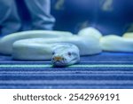 a closeup of the Albino Burmese python, Python bivittatus - popular pet in Thailand