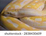 Close-up of the albino Burmese python head.