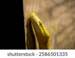 Close-Up of an Albino Burmese Python in Sunlight