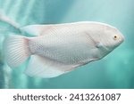 Close-up of Albino Giant Gourami floating under the water. Side view of White Giant Gourami.