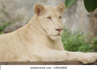 Closeup Albino Lion