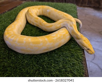 Close-up of an albino python resting on artificial grass in a reptile exhibit, showing details of its yellow scales and head. Educational photo of exotic snakes in captivity.