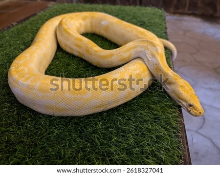 Close-up of an albino python resting on artificial grass in a reptile exhibit, showing details of its yellow scales and head. Educational photo of exotic snakes in captivity.