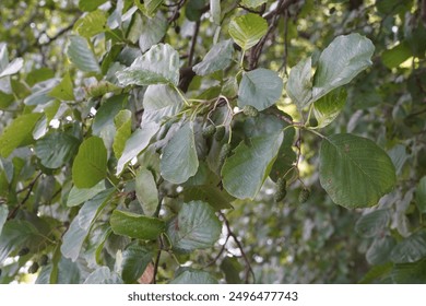 Close-up of an alder tree with female catkins in summer