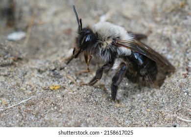 Closeup Of An Alert Grey-backed Mining Bee, Andrena Vaga Sitting On The Ground , Getting Ready To Fly Up