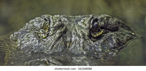 Close-up of alligator. American alligator (Alligator mississippiensis)
