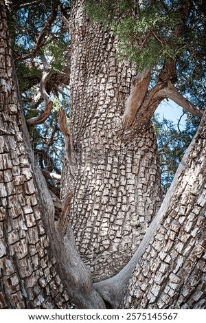 A close-up of an alligator juniper showcases the remarkable texture of this distinctive tree.