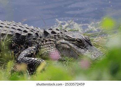 Close-up of an alligator resting by the water's edge, surrounded by grass and foliage. - Powered by Shutterstock