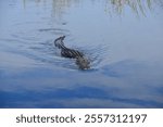 A closeup of an Alligator swimming in a swamp in Everglades, Florida